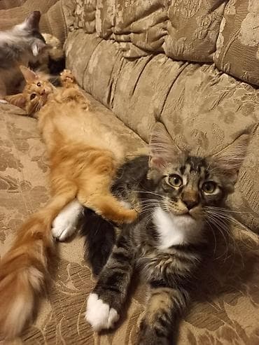 Животные: 🐾🐈 3-х месячные мейн-кунчики готовы стать Вашими.☝️❤️ Прививки будут — 4