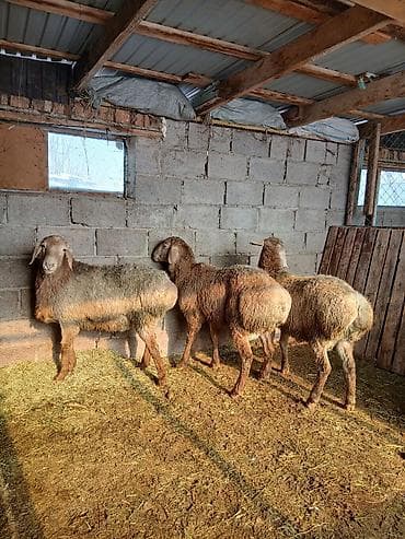 Үй жаныбарлары үчүн товарлар: Сатам | Ургаачы кой (ургаачы) | Көбөйтүү үчүн — 1