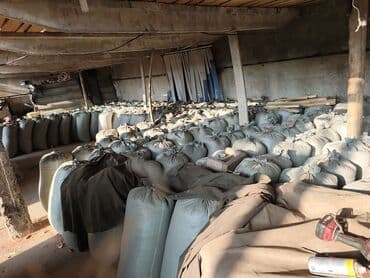 сх животные и товары: Продаю сухую кукурузу в зёрнах сорт Пионерготовые уже затареные в — 9