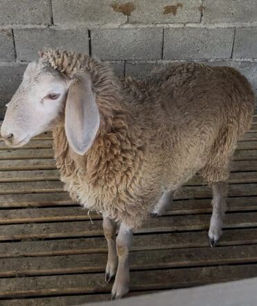 быки телки: Продаю | Овца (самка) | Для разведения — 3