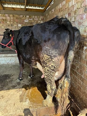 уй карова: Продаю | Корова (самка) | Для молока — 3