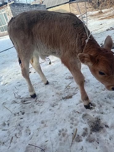 Башка жаныбарлар: Сатам | Музоо | Аргын | Көбөйтүү үчүн | Жасалма уруктандырылган — 4