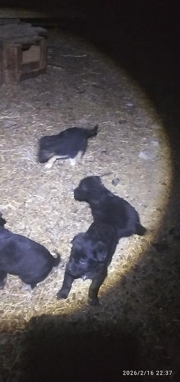 собаки питбуль: Лабрадор-ретривер, 1 месяц, Самка — 4