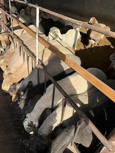 японская собака акита: Продаю | Баран (самец) | На забой — 3