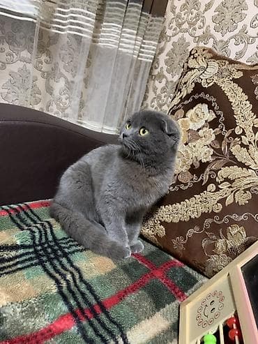 необычные животные: Шотландская вислоухая кошка (Scottish Fold), окраса голубой — 1
