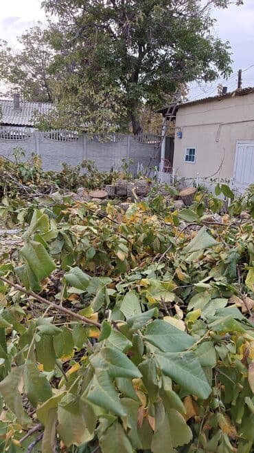 дрова орех: Отун Жаңгак, Өзү алып кетүү — 3