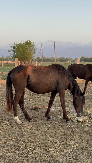 арзан тай: Продаю | Кобыла (самка) | Для разведения — 2