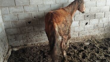 кара кон: Продаю | Кобыла (самка) | Першерон, Дончак, Английская | На забой, Для разведения, Конный спорт | Племенные, Осеменитель, Мерин — 4