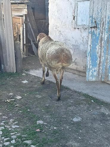 шерсть меренос: Продаю | Овца (самка) | Арашан | Для разведения | Осеменитель — 2