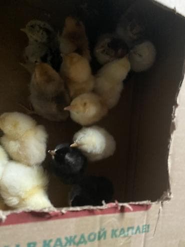 Продаю | Цыплята | Для разведения