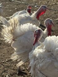 собака охотничий: Продаю | Индюшка (самка) | Бройлерная | На забой | Племенные — 8