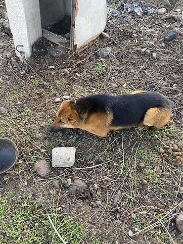 Немецкая овчарка, классический чёрно-рыжий окрас. Среднего размера