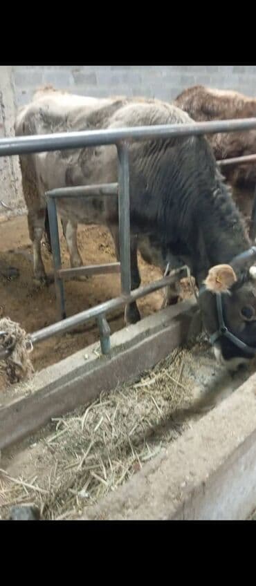 корова молоко: Продаю | Корова (самка), Тёлка, Музоо, торпок | Швицкая, Абердин-ангус | На откорм, На забой, Для разведения — 7