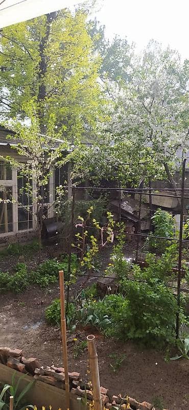 грибы синеножки: Юпитер годовалые саженцы столового винограда 
кишмиш неукрывной — 4