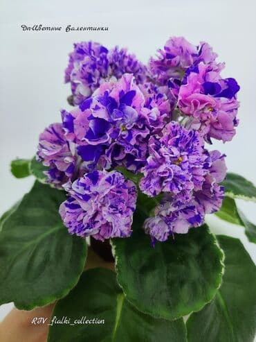 комнатные цветы бишкек гулназ: 🌱🌺🌱 Продаю сортовые ДЕТКИ стандартных фиалок🌱🌺🌱. Цены от 80-150 сом — 24