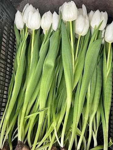 тюльпаны дешево: Тюльпаны к 14 февраля - Срезанные тюльпаны двух расцветок: белые и — 1