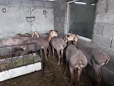 Айыл-чарба жаныбарлары: Сатам | Ургаачы кой (ургаачы), Кочкор (эркек) | Арашан | Көбөйтүү үчүн | Ургаачы — 9