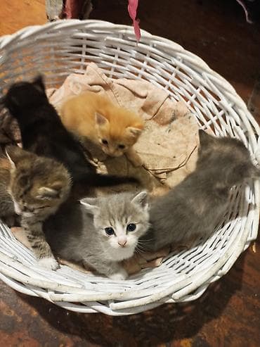 котята маленькие: Котята домашние, помёт из 5 малышей. Окрас на выбор: - серо-белый — 8