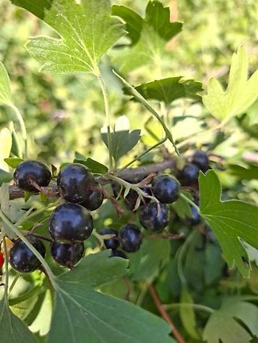 Продукты питания: Смородина Оптом — 6