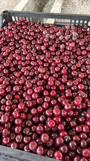 один штук: Свежезамороженные и свежие ягоды Ассортимент: - Малина — целая — 2