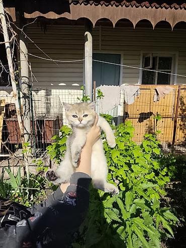 котенок отдам даром: Скотиш Страйт (Шотландская прямоухая), 2 месяца, Девочка, Золотая шиншилла, Проглистована — 5