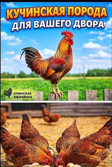 Продаю | Цыплята | Кучинская | Для разведения