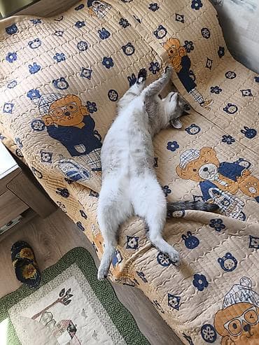 Другие животные: Девочка, Приучена к лотку — 2