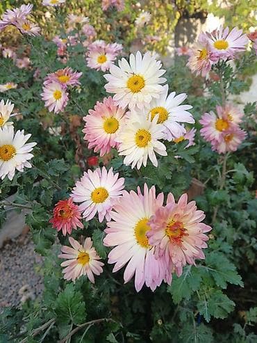 цветы хризантемы: Хризантемы садовые, многолетние - Сортовая коллекция осеннего — 4