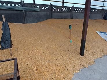 дробленая кукуруза: Кукуруза (зерно) в навале - Жёлтое сухое зерно кукурузы, крупное — 2