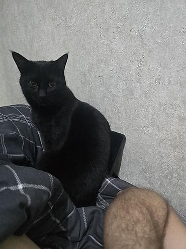 cat litter: Кошка даром: Беспородная, 2 года, Мальчик, Приучена к лотку — 2