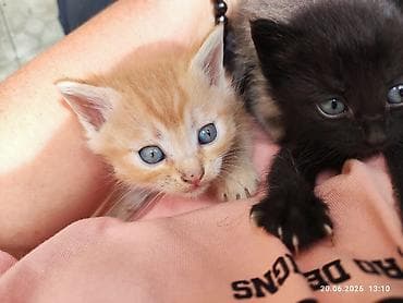 Мышыктар: Чудесные котята ищут своих человечков. В гостевом доме на Иссык-Куле — 1