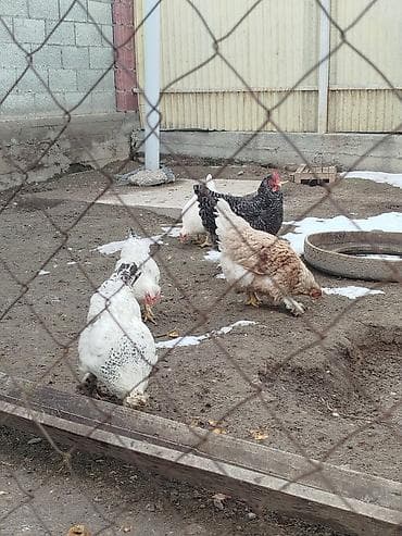 Дамашный тооктор сатылат 5 тоок 1 короз бар активный алмашу жолдору