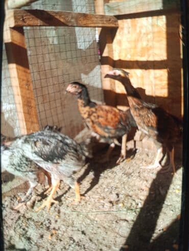 продаю домашние куры: Продаю молодых боевых даканов и цыплят хороших кровей отборных от 500с — 4