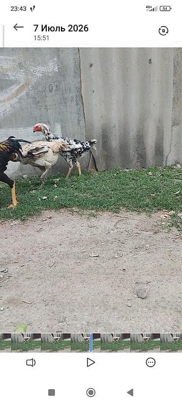 брама лосось: Мрамор полтора года собирается нестись — 3