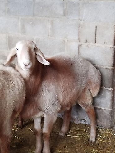 бараны в канте: Продаю | Баран (самец) — 3