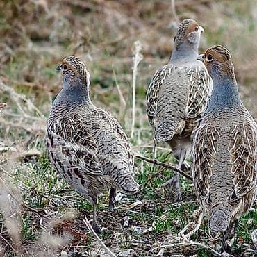 яица для инкубации: ПродаюИнкубационные яйца серой куропатки (Perdix perdix) - Птица — 3