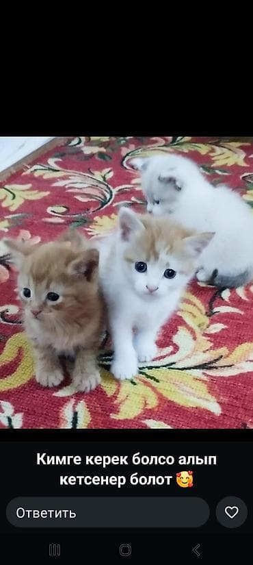 купить кошку в бишкеке: Котята домашние, пушистые и игривые. Окрас разный: рыжий табби — 1