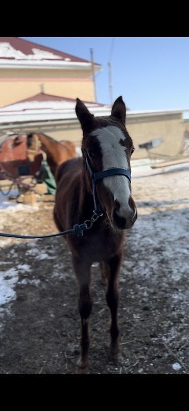 Продаю | Жеребенок | Английская | Для разведения at lalafo.kg Продаю | Жеребенок | Английская | Для разведения