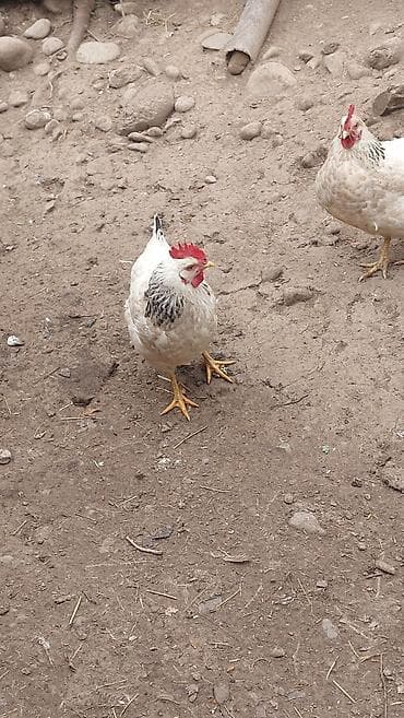 яйца инкубатор: Домашние куриные яйца Продам оплодотворённые яйца кур породы Адлер — 4