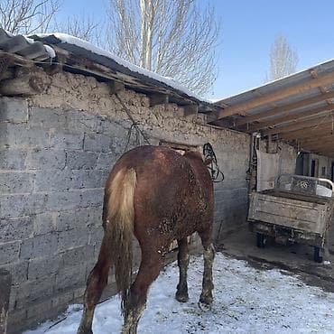 чк лошадь: Продаю | Жеребец | Рабочий — 5