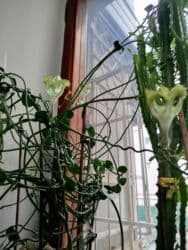 аихризон купить: Церопегия Сандерсона,большой горшочек цена 1000 сом.цветет в данный — 14