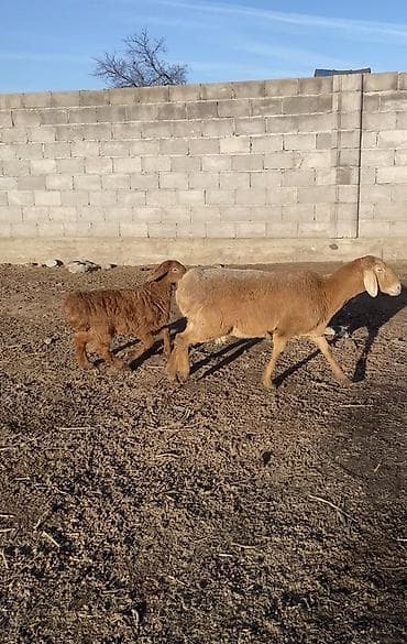 бишкек собака: Сатам | Ургаачы кой (ургаачы), Козу | Көбөйтүү үчүн | Ургаачы — 2