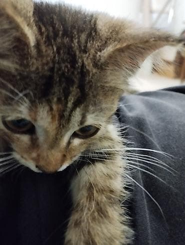 Котенок девочка ищет ответственных хозяев - Возраст: 3 месяца -