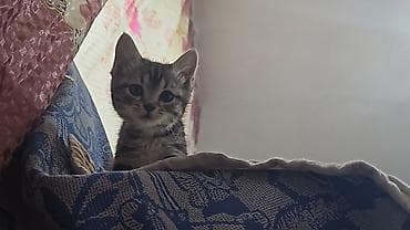 я ищу кошку: Кошка даром: Беспородная, Девочка — 2