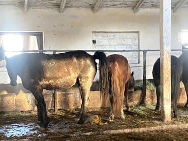 русская голубая длинношерстная кошка: Продаю | Кобыла (самка) | Рабочий — 7