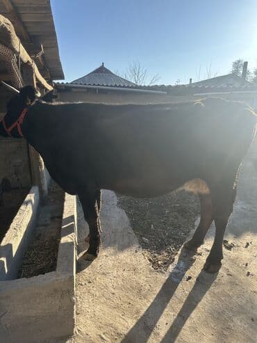 котята отдам в добрые руки: Продаю | Корова (самка) | Полукровка | Для молока | Привязанные — 3