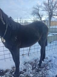 дом животных: Продаю | Жеребенок | Полукровка | На забой, Для разведения | Племенные — 7