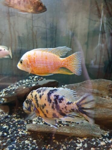 Балыктар: Продаю цихлид: - хаплохромис васильковый - аулонокара мультиколор - — 8