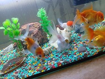 купить рыбу клоуна: Продаются золотые рыбки 6 шт «Красная шапочка»! 🐠❤️ Красивые — 5