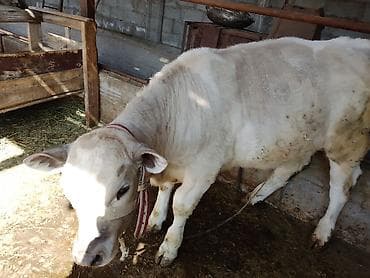 эркек ит: Сатам | Музоо | Шароле | Бордоп семиртүү үчүн | Байланган — 3